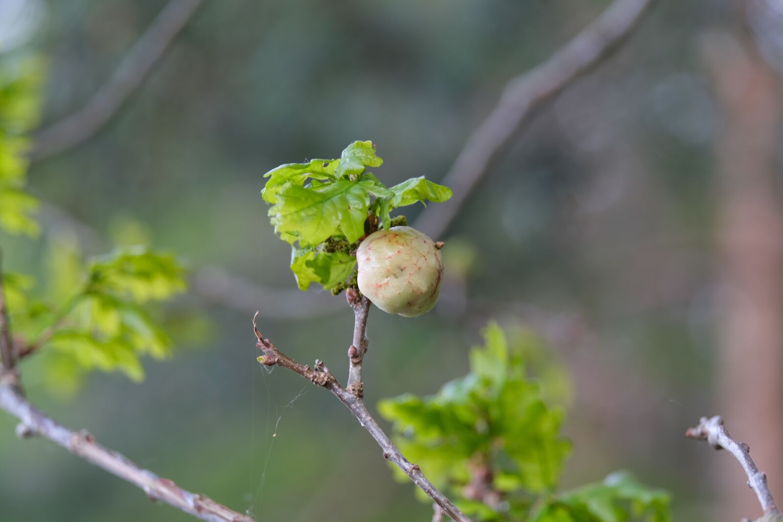 Fujifilm X-T30 + Fujifilm XF 55-200mm F3.5-4.8 R LM OIS sample photo. Galls, oak, infected photography