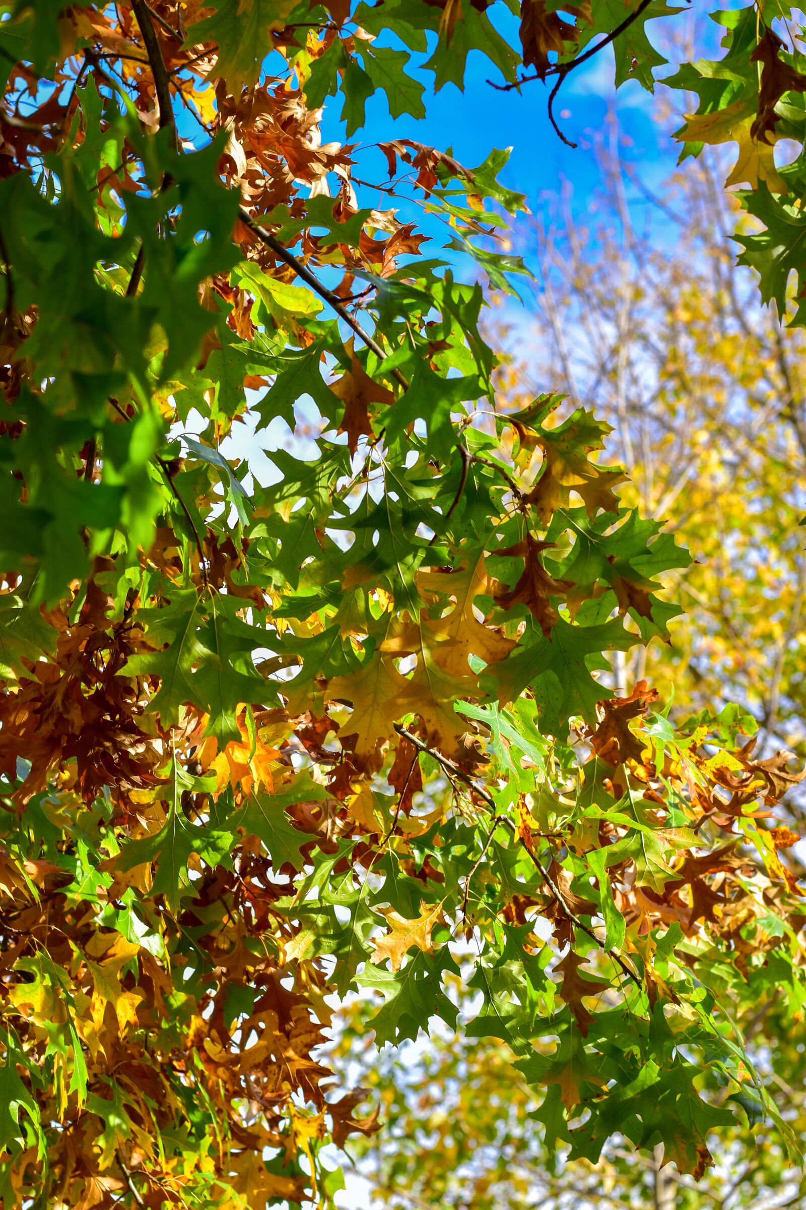 Nikon D5500 sample photo. Leaves, orange, green photography