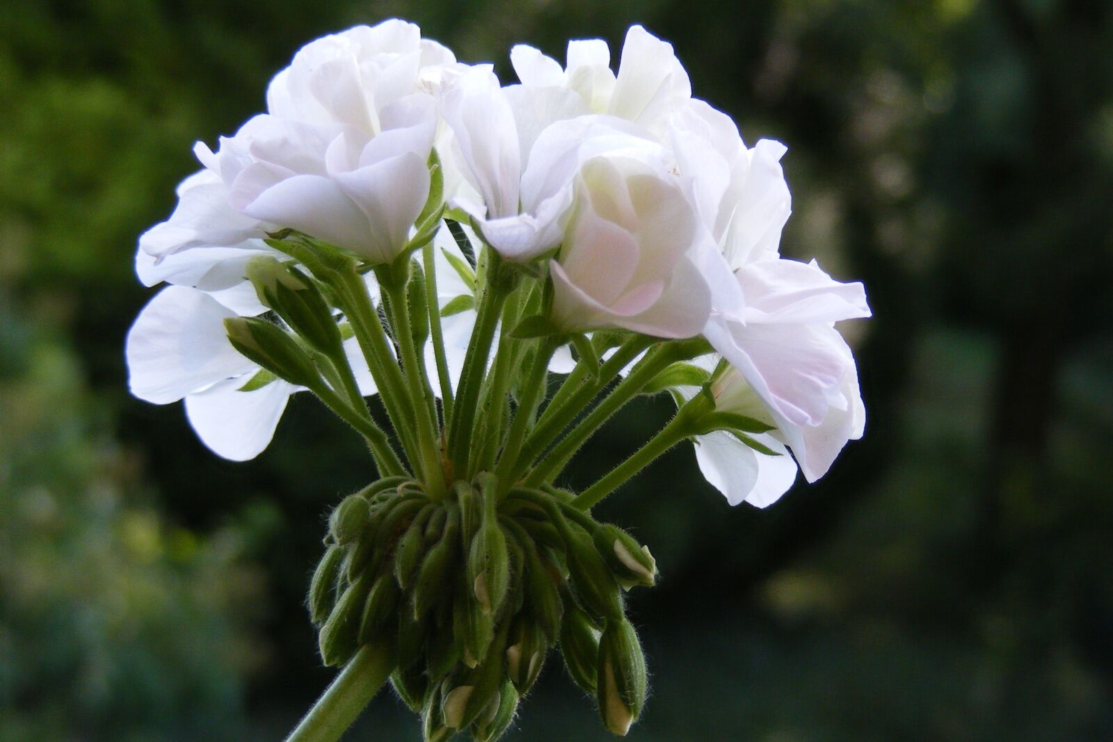 Fujifilm FinePix S5700 S700 sample photo. Flower, white, balcony photography