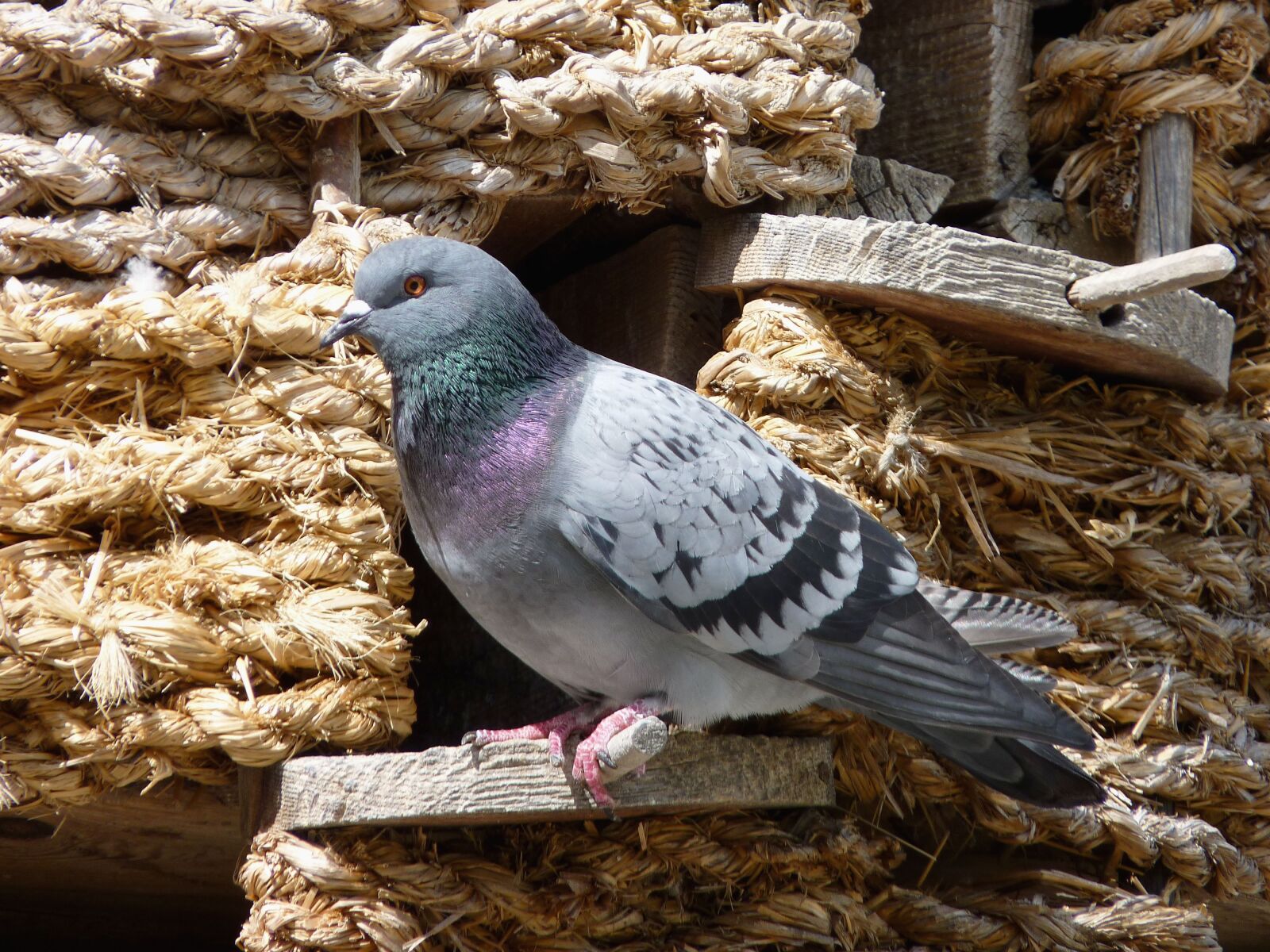 Panasonic Lumix DMC-FZ35 (Lumix DMC-FZ38) sample photo. Dove, dovecote, bird photography