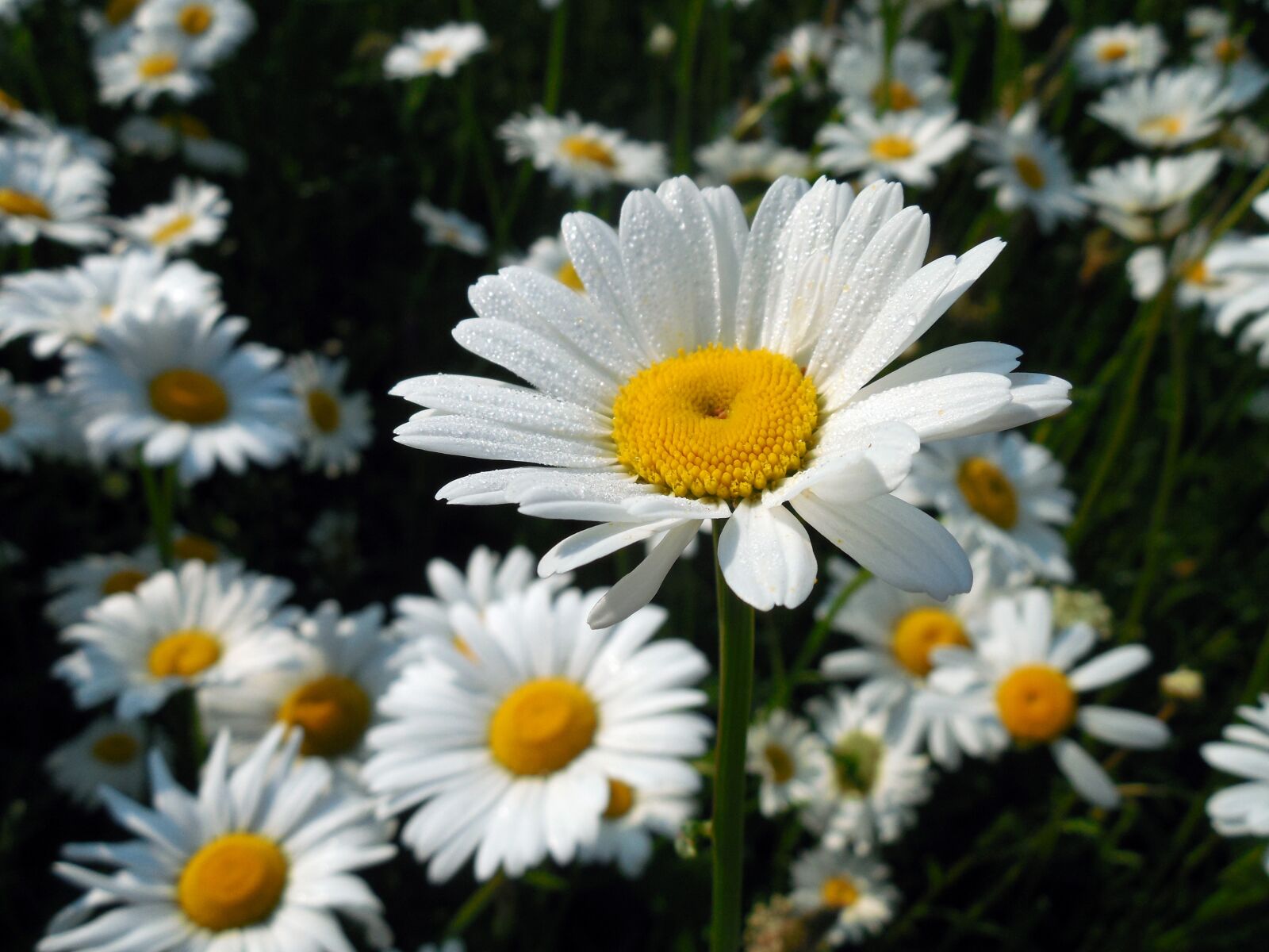 Nikon COOLPIX L620 sample photo. Marguerite, leucanthemum, blossom photography