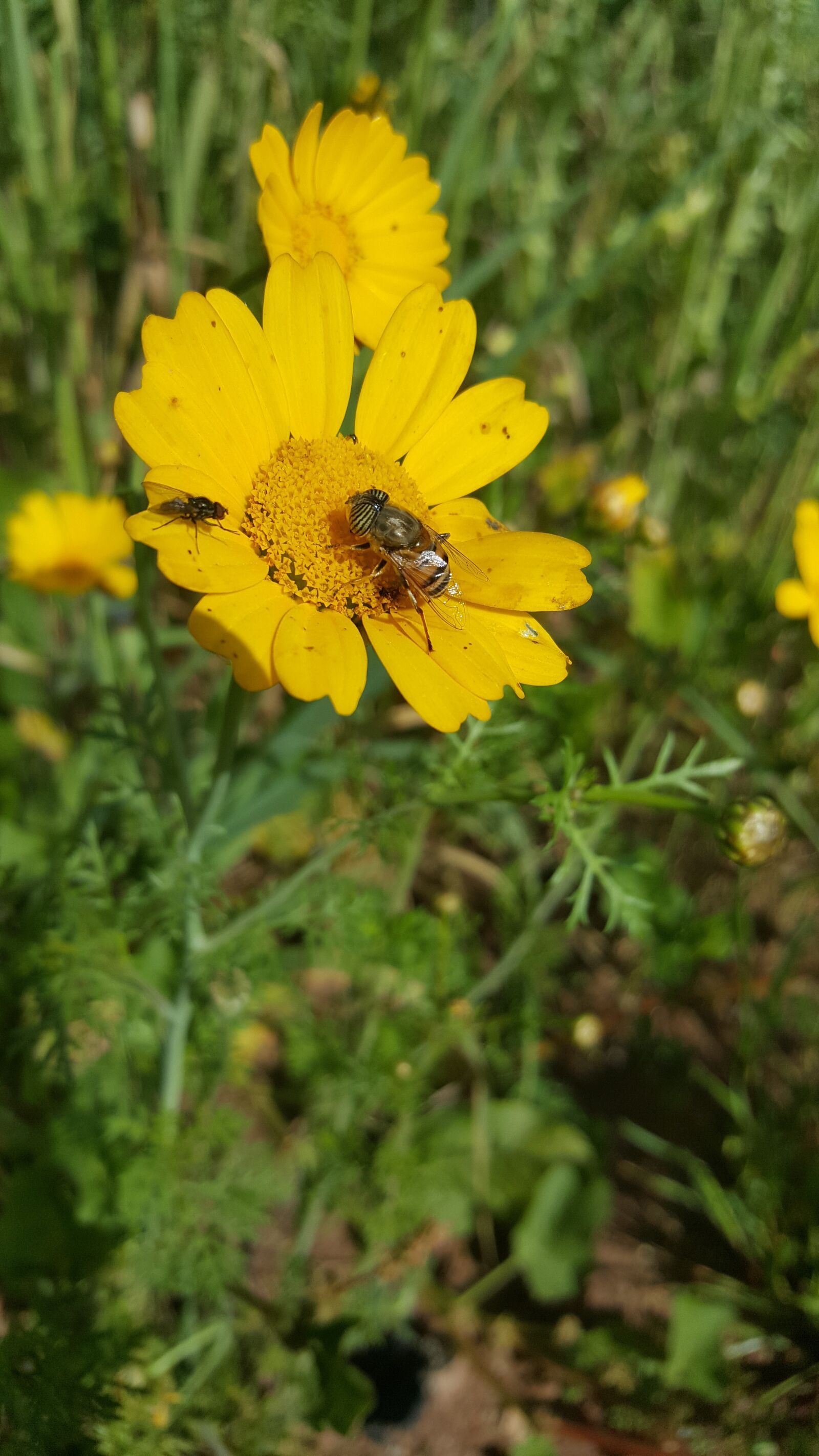 Samsung Galaxy S6 sample photo. Nature, summer, flora photography