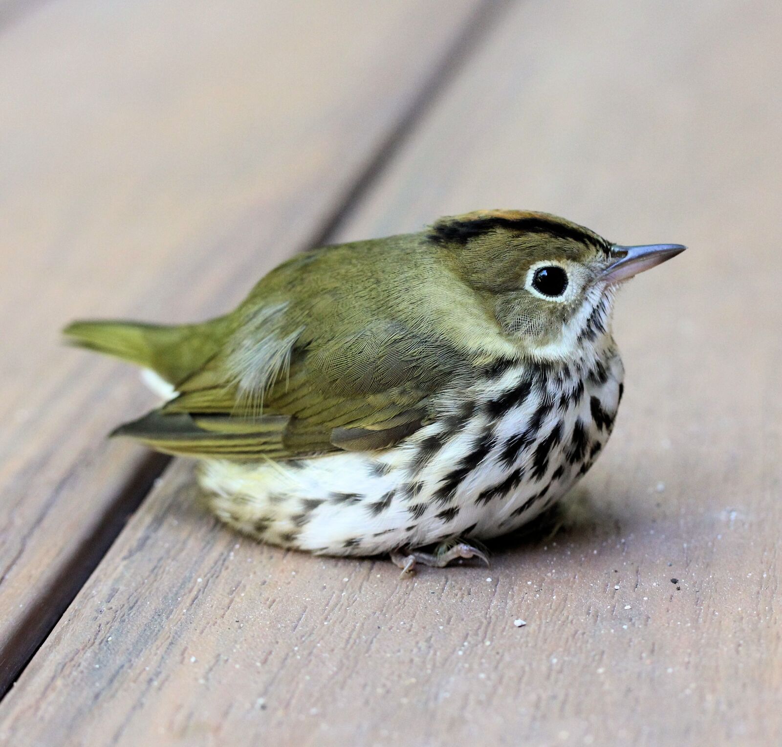 Canon EOS 550D (EOS Rebel T2i / EOS Kiss X4) sample photo. Bird, ovenbird, perch photography