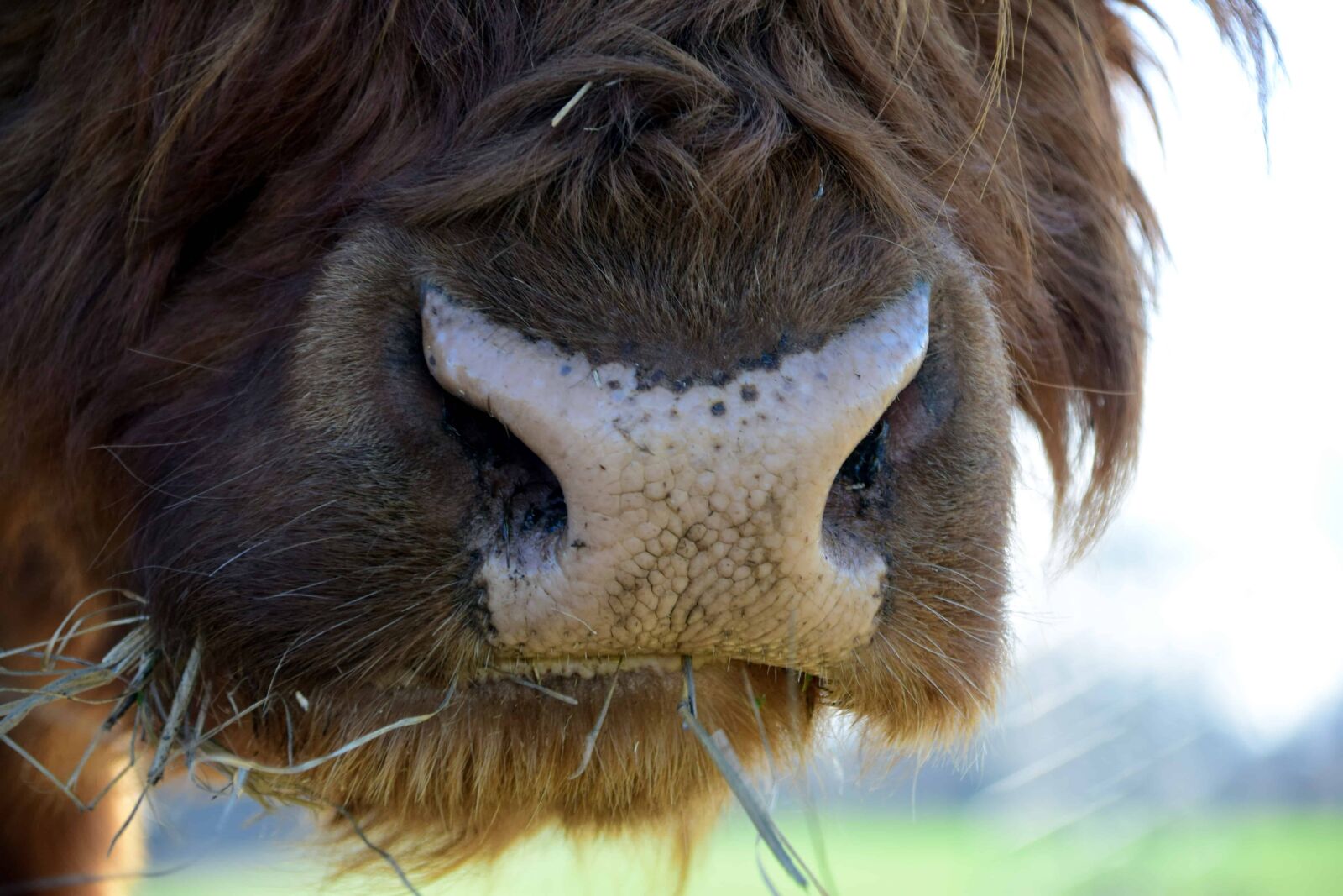 Nikon D3300 sample photo. Animal, portrait, nature, bison photography