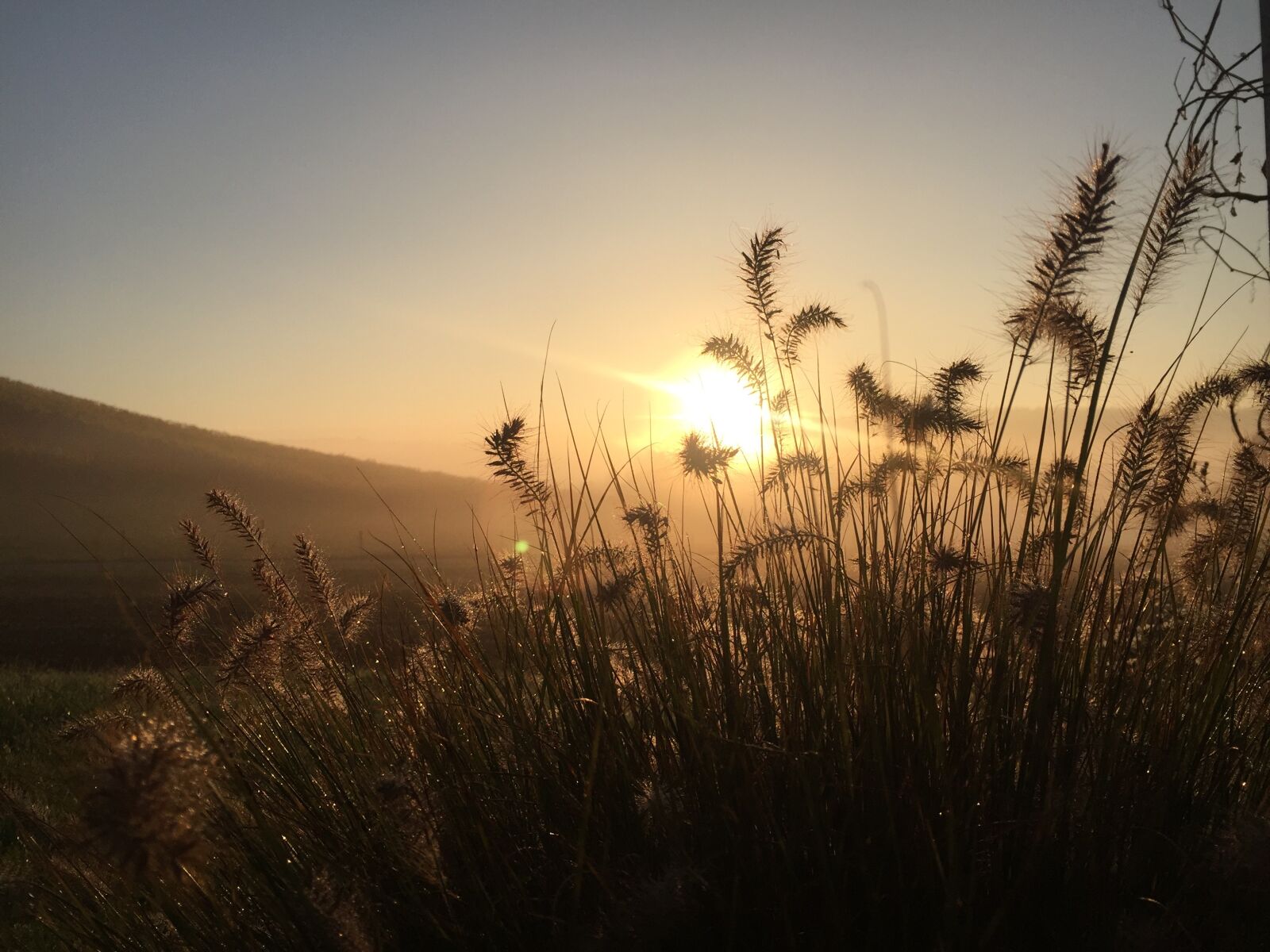 Apple iPhone 6 sample photo. Grass, nature, meadow photography