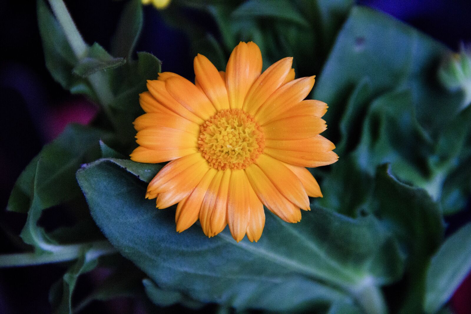 Canon EOS 650D (EOS Rebel T4i / EOS Kiss X6i) sample photo. Orange, flower, macro photography