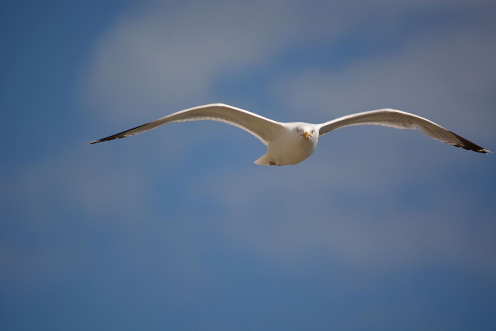 Nikon D5200 sample photo. Seagull, gull, sky photography