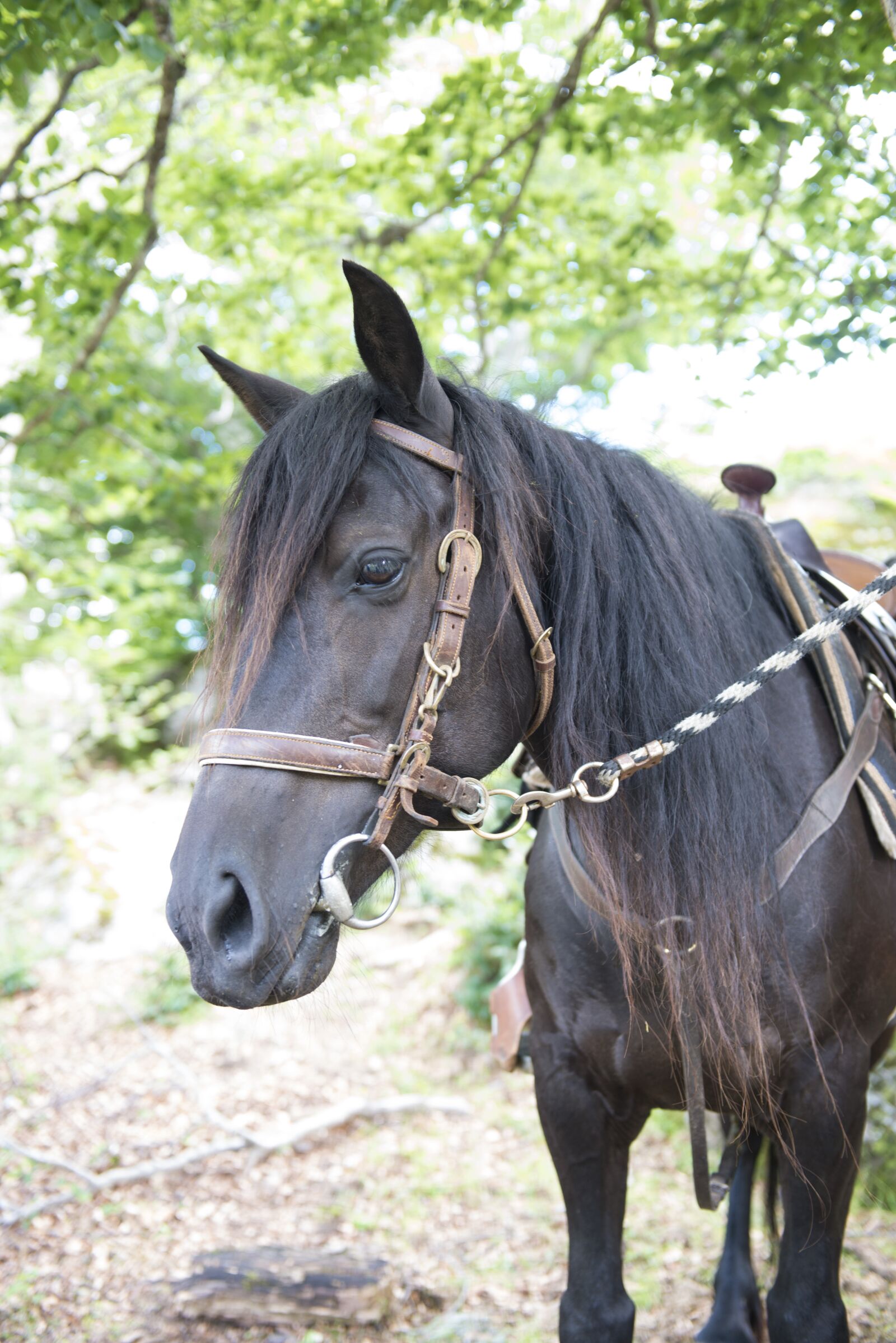 Nikon D800 sample photo. Merens horses, mare, animal photography