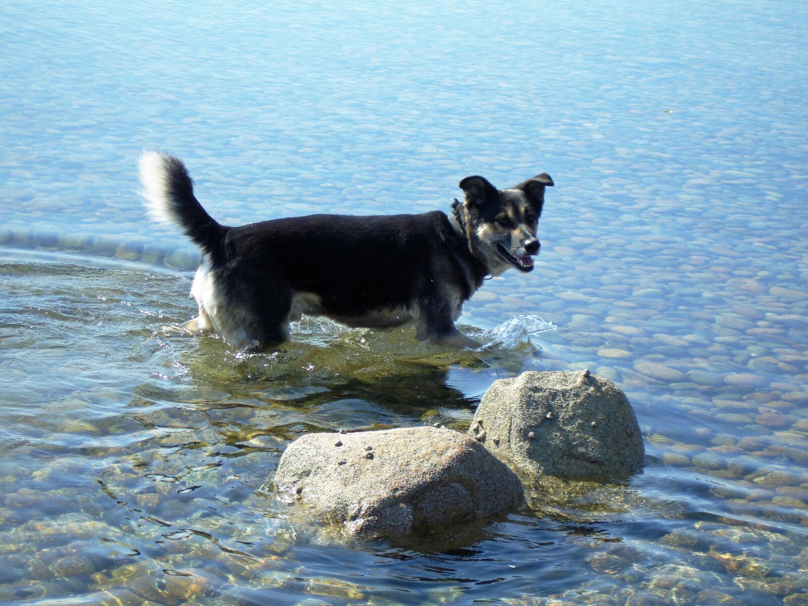 Sony DSC-W17 sample photo. Dog in water, sea photography