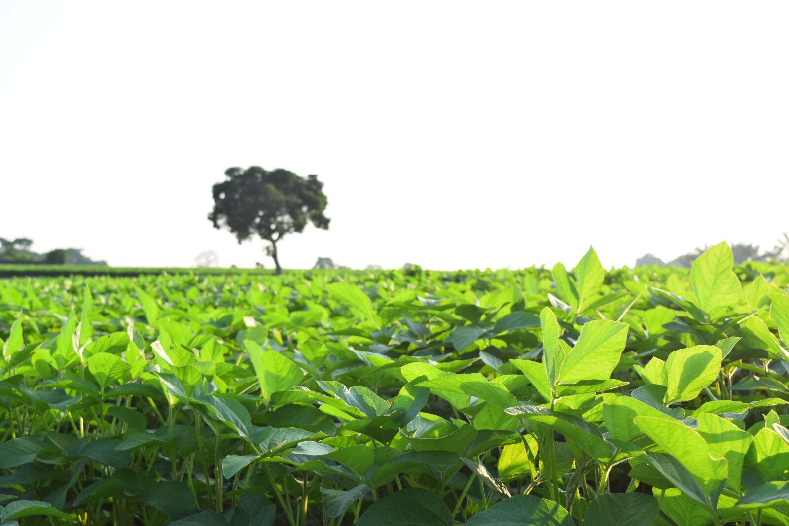 Nikon D3300 sample photo. Soy, nature, agriculture photography