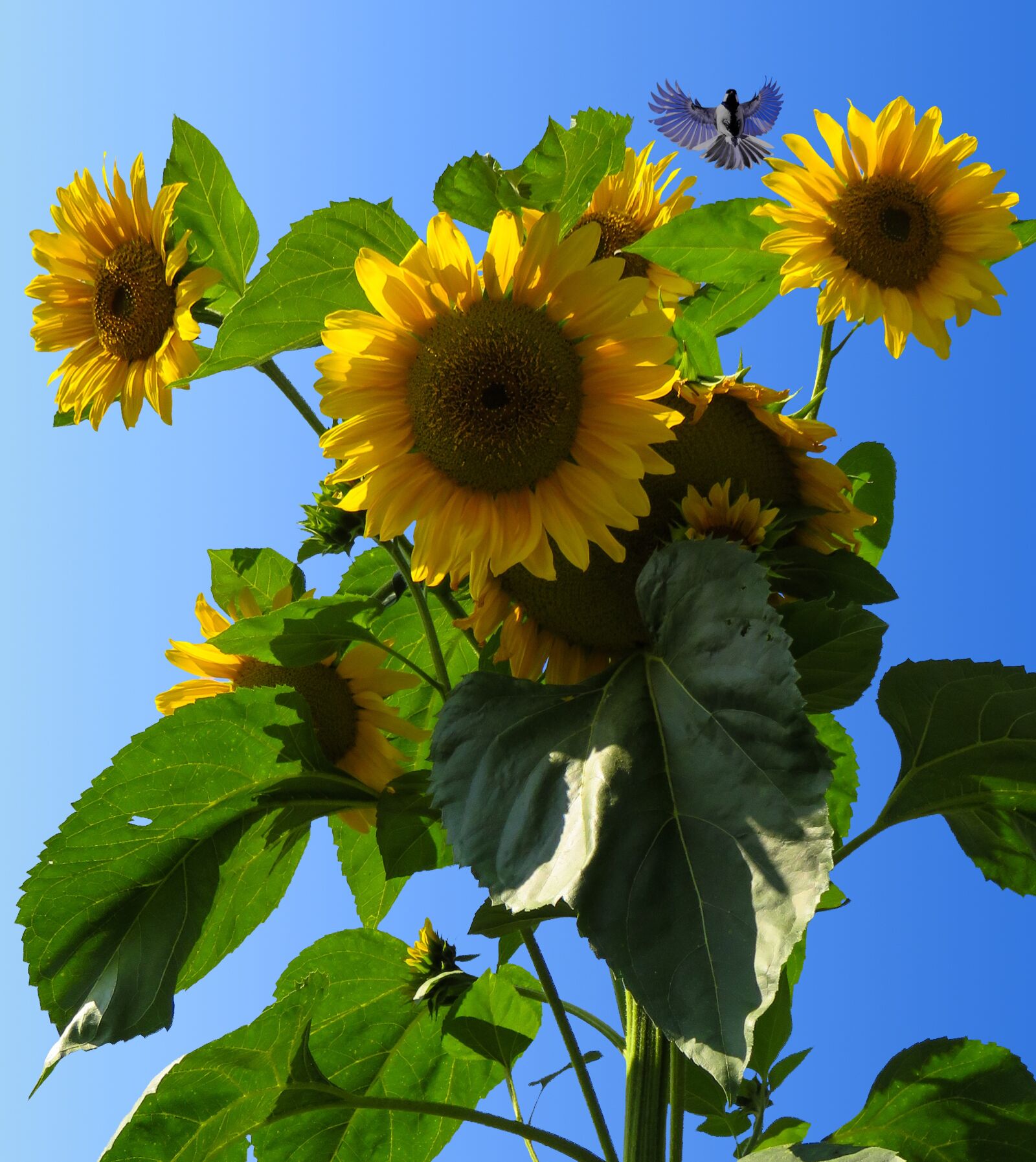 Canon PowerShot SX710 HS sample photo. Sunflower, blossom, bloom photography