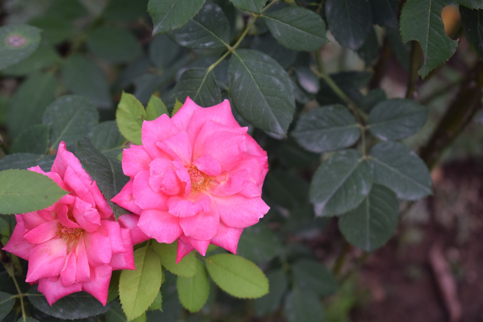 Nikon D3300 sample photo. Rose, pink, flower photography