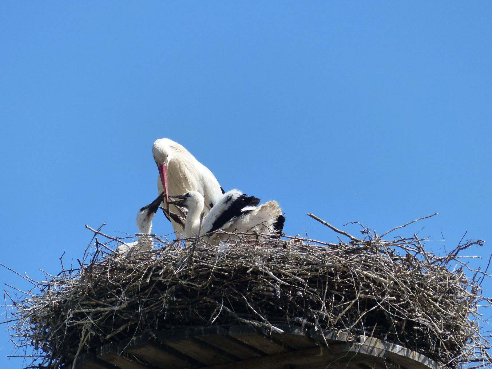 Panasonic Lumix DMC-FZ200 sample photo. Stork, nest, stork couple photography