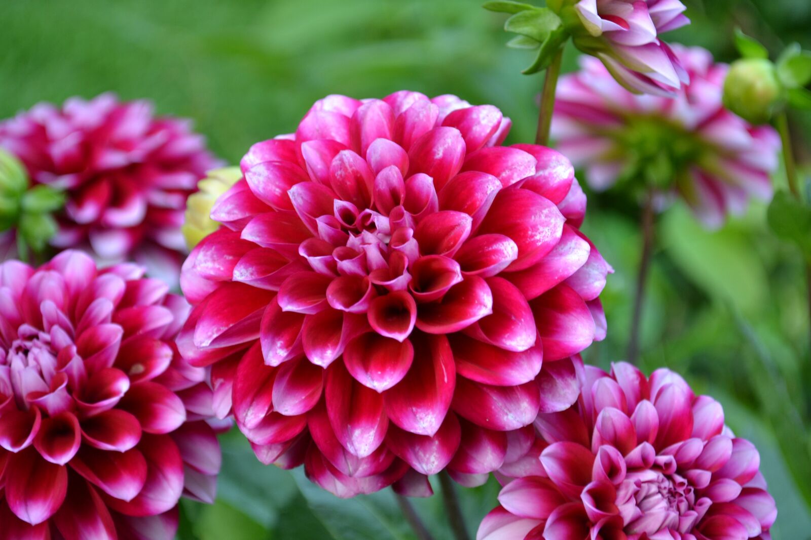 Nikon D3100 sample photo. Flower, pink, pink flower photography