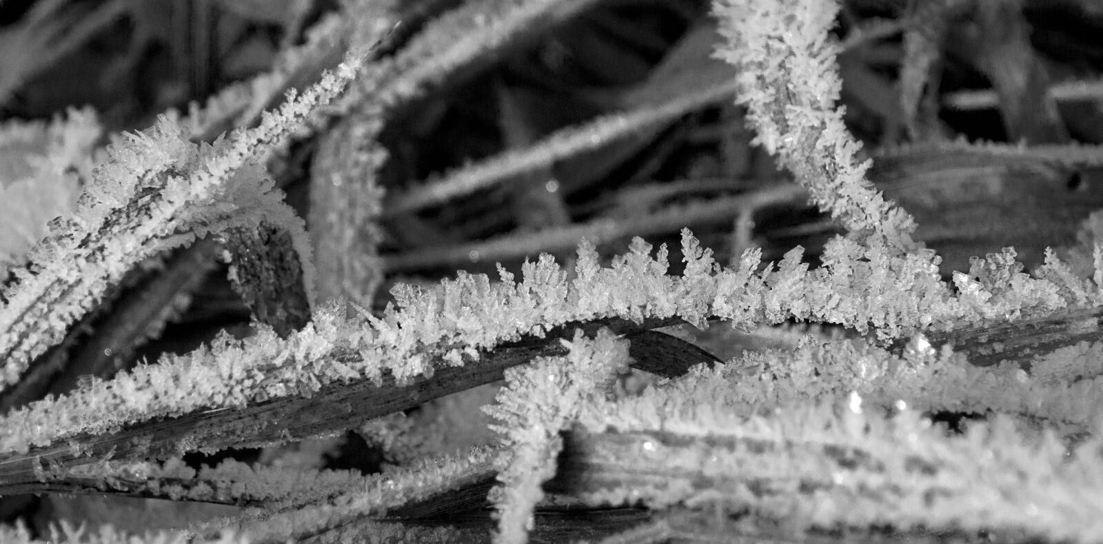 Sony SLT-A65 (SLT-A65V) sample photo. Bw, frost, hoarfrost, winter photography