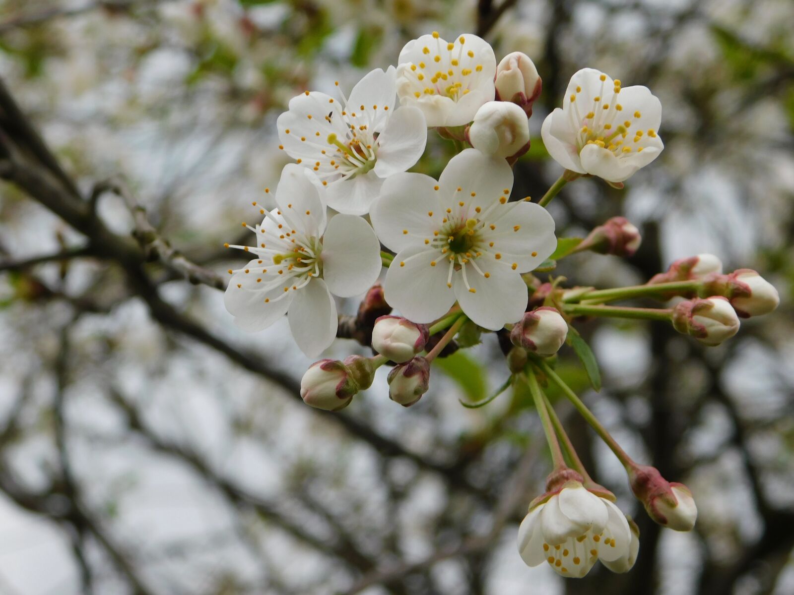 Nikon Coolpix B500 sample photo. Plum-tree, flowers, spring photography