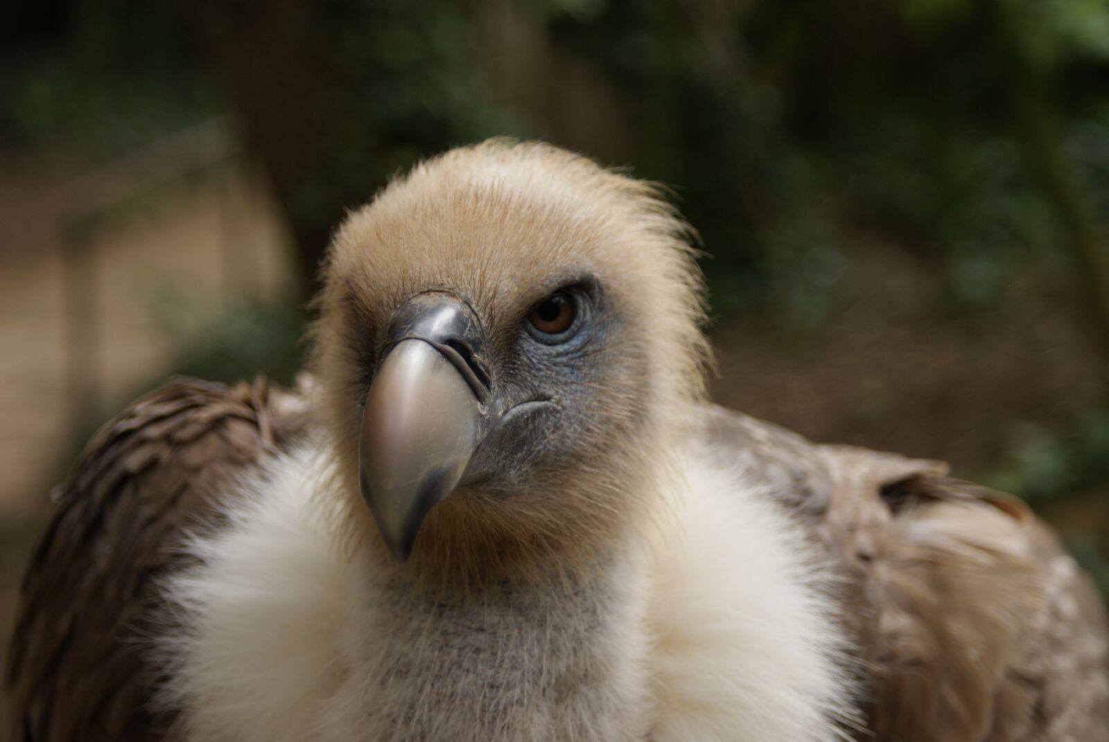 Sony Alpha DSLR-A200 sample photo. Vulture, birds, raptor photography