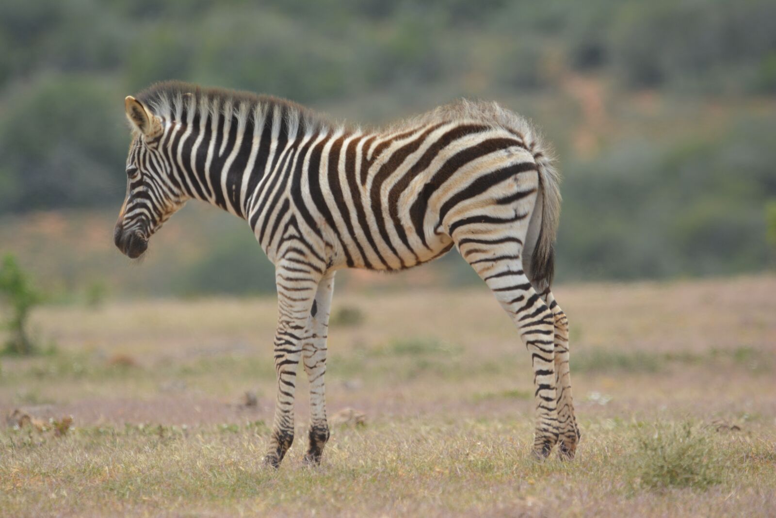 Nikon D5200 sample photo. Zebra, young, wild animal photography