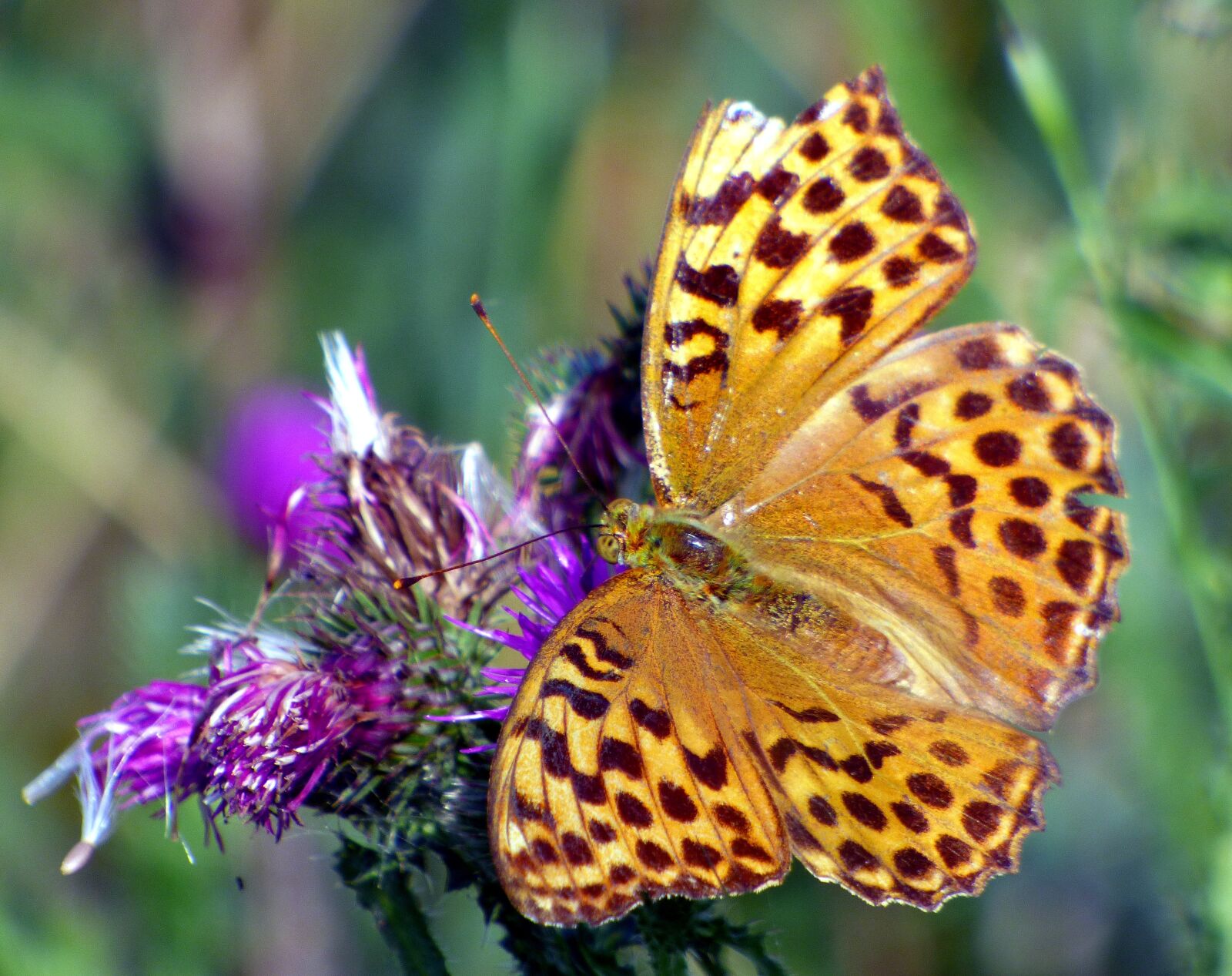 Panasonic DMC-FZ72 sample photo. Butterfly, flower, nature photography