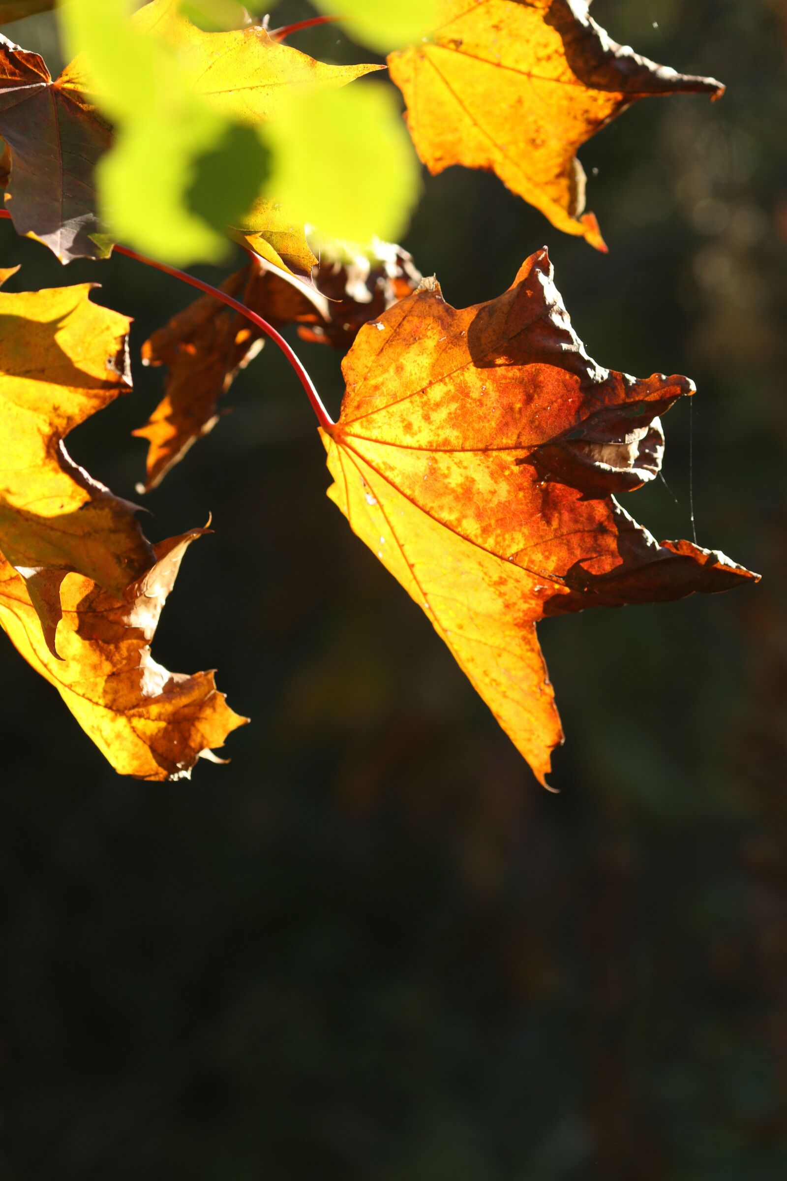 Canon EOS 7D Mark II + Canon EF 135mm F2L USM sample photo. Autumn, leaves, colourful photography