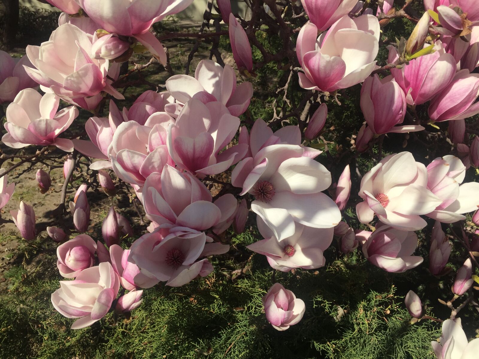 iPhone 6 back camera 4.15mm f/2.2 sample photo. Flower, magnolia, magnolia, tree photography