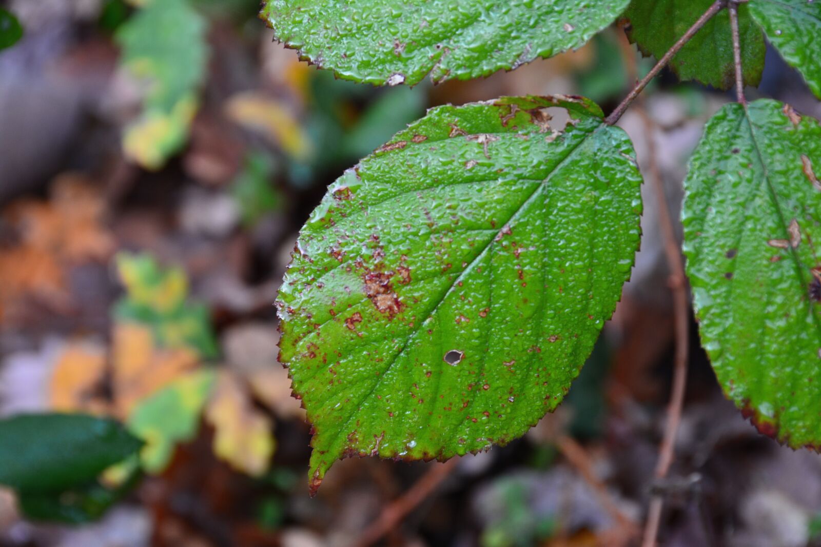 Nikon D7100 sample photo. Leaf, freshness, green photography