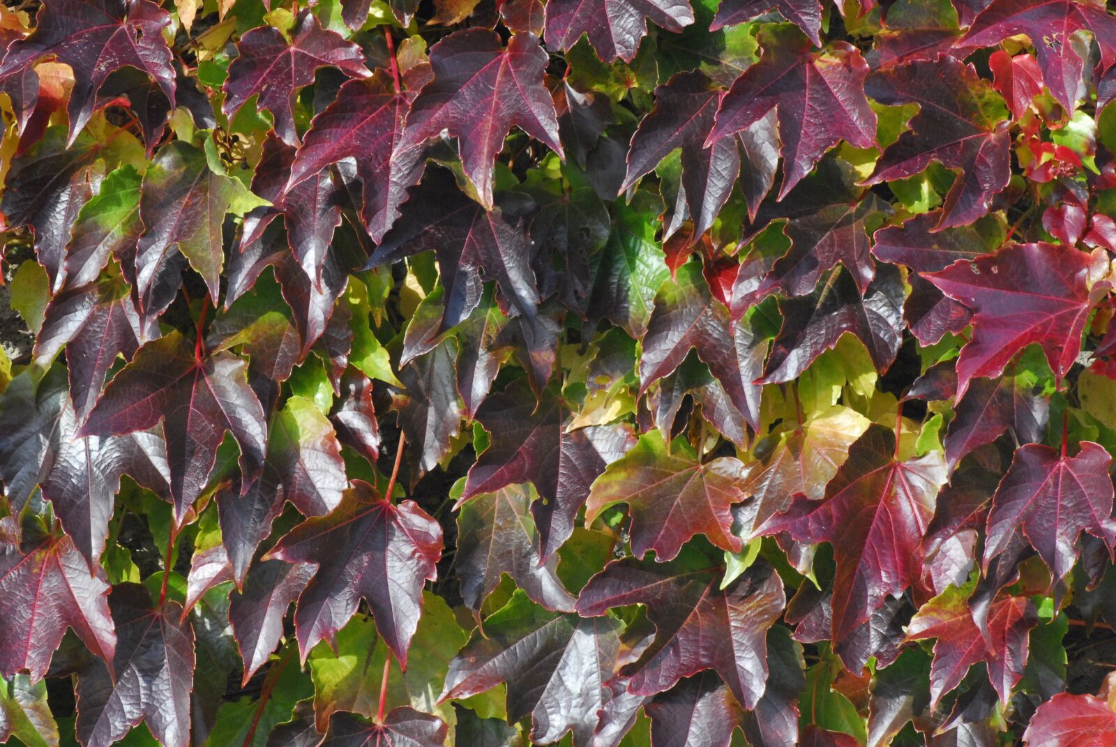 Nikon D200 sample photo. Vine leaves, wall, nature photography