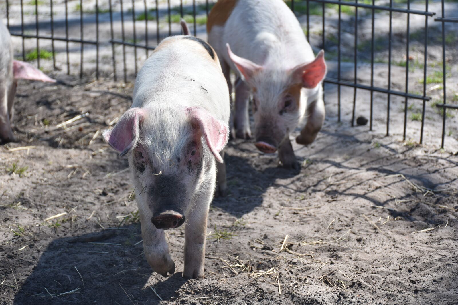 Nikon D5500 sample photo. Piglet, young, small photography