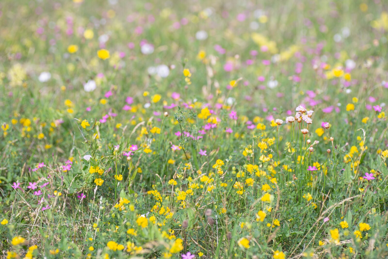 Tamron SP 90mm F2.8 Di VC USD 1:1 Macro sample photo. Summer, field, meadow photography