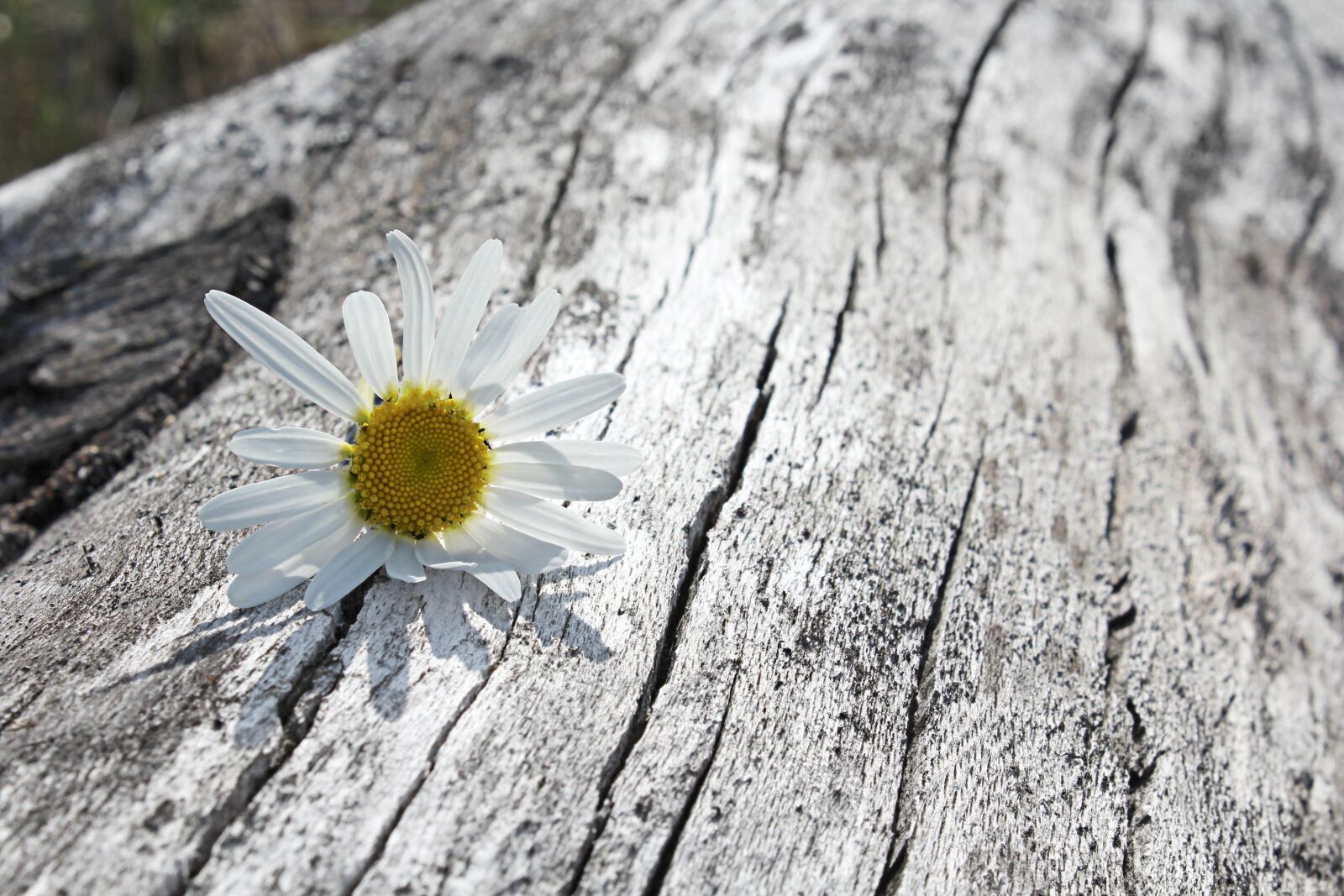 Canon EOS 1200D (EOS Rebel T5 / EOS Kiss X70 / EOS Hi) sample photo. Daisy, white, flower photography
