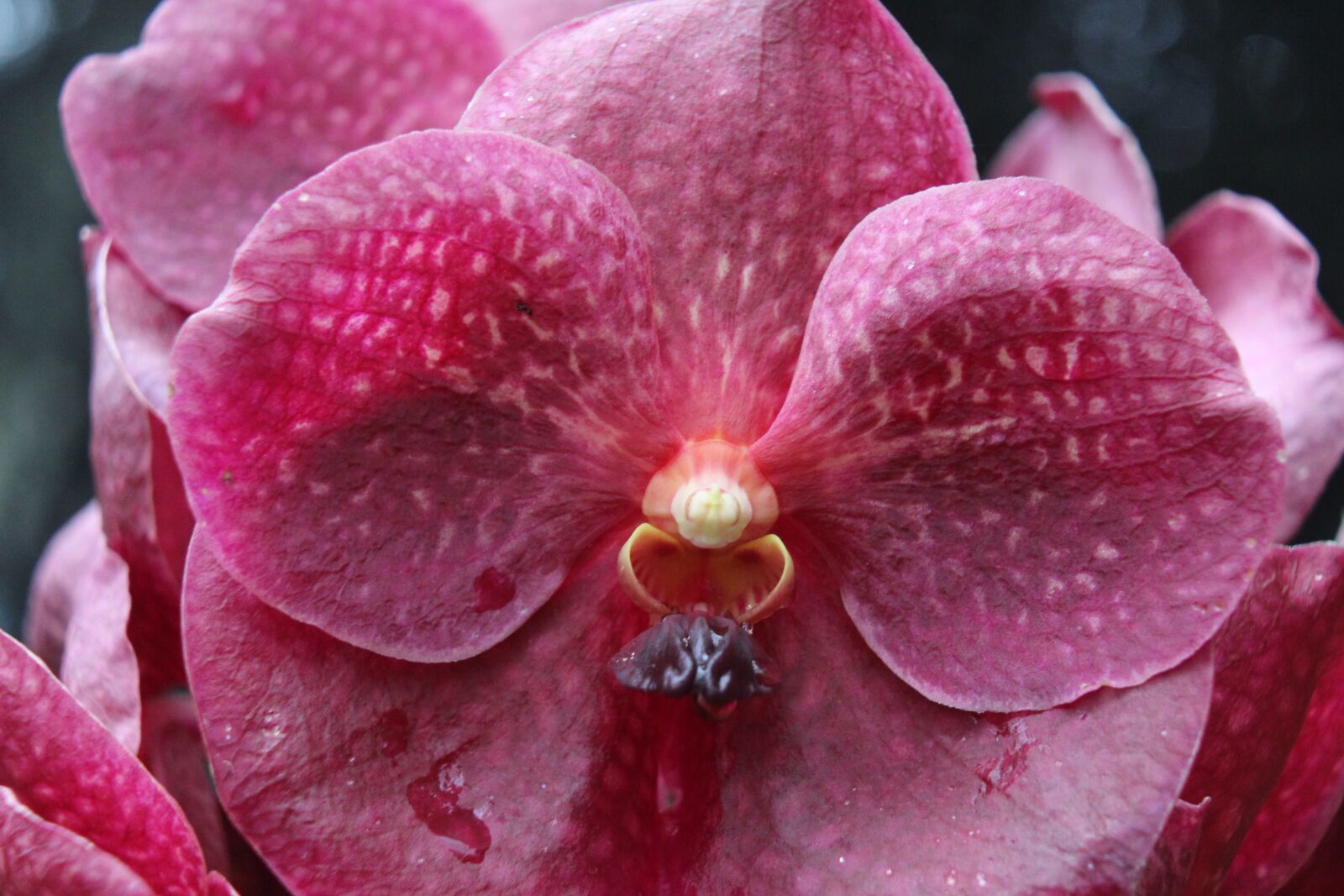 Canon EOS 1200D (EOS Rebel T5 / EOS Kiss X70 / EOS Hi) sample photo. Flower, colombia, orchid photography