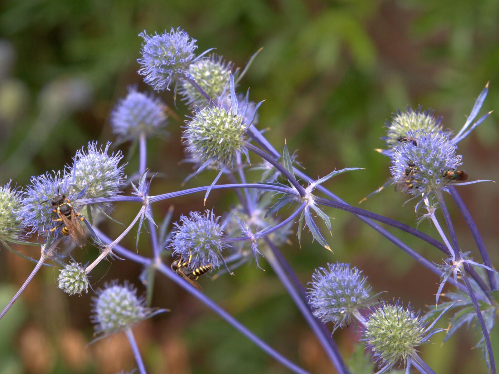 Sony E 55-210mm F4.5-6.3 OSS sample photo. Blue, thistle, flower photography