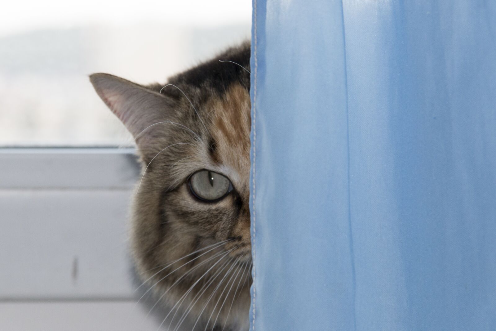 Canon EOS 70D + Canon EF-S 18-135mm F3.5-5.6 IS sample photo. Cat, peeping, pet photography