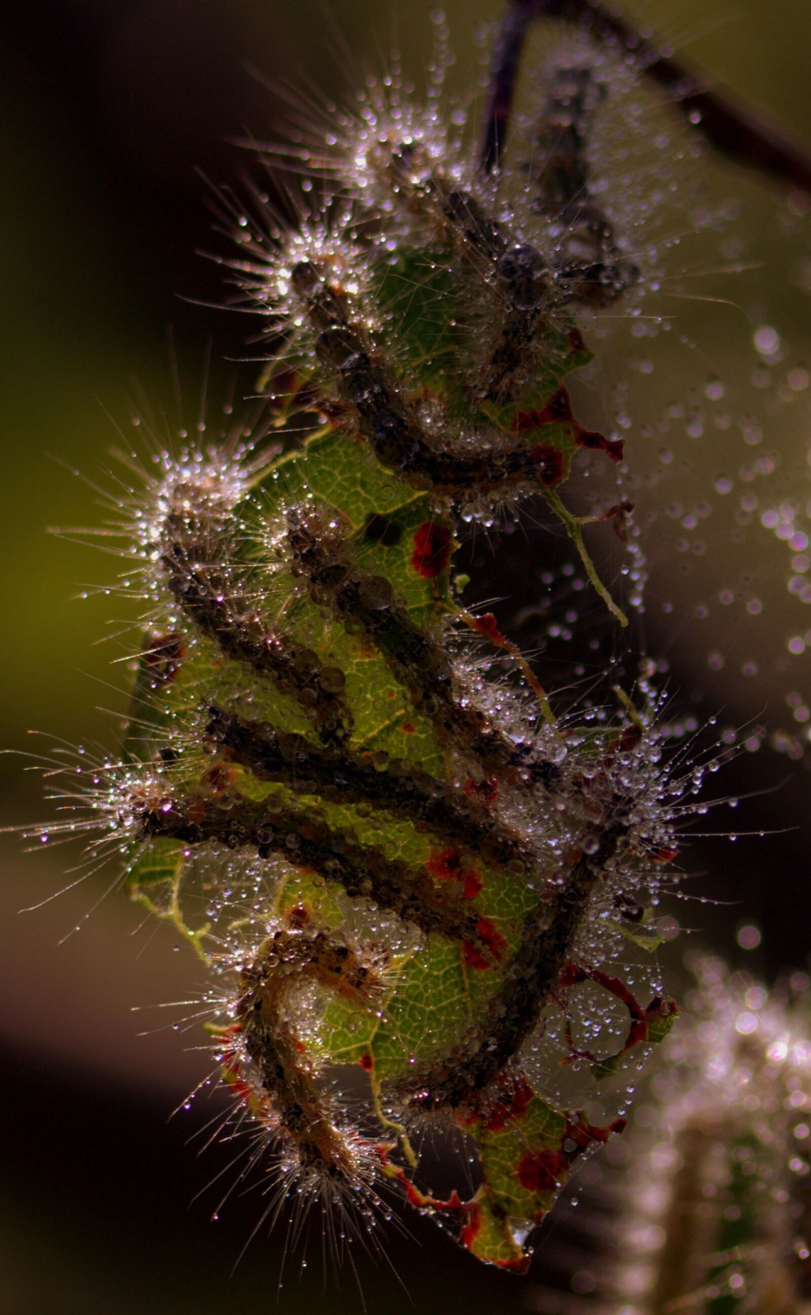 Canon EF-S 60mm F2.8 Macro USM sample photo. Caterpillars, leaf, colony photography