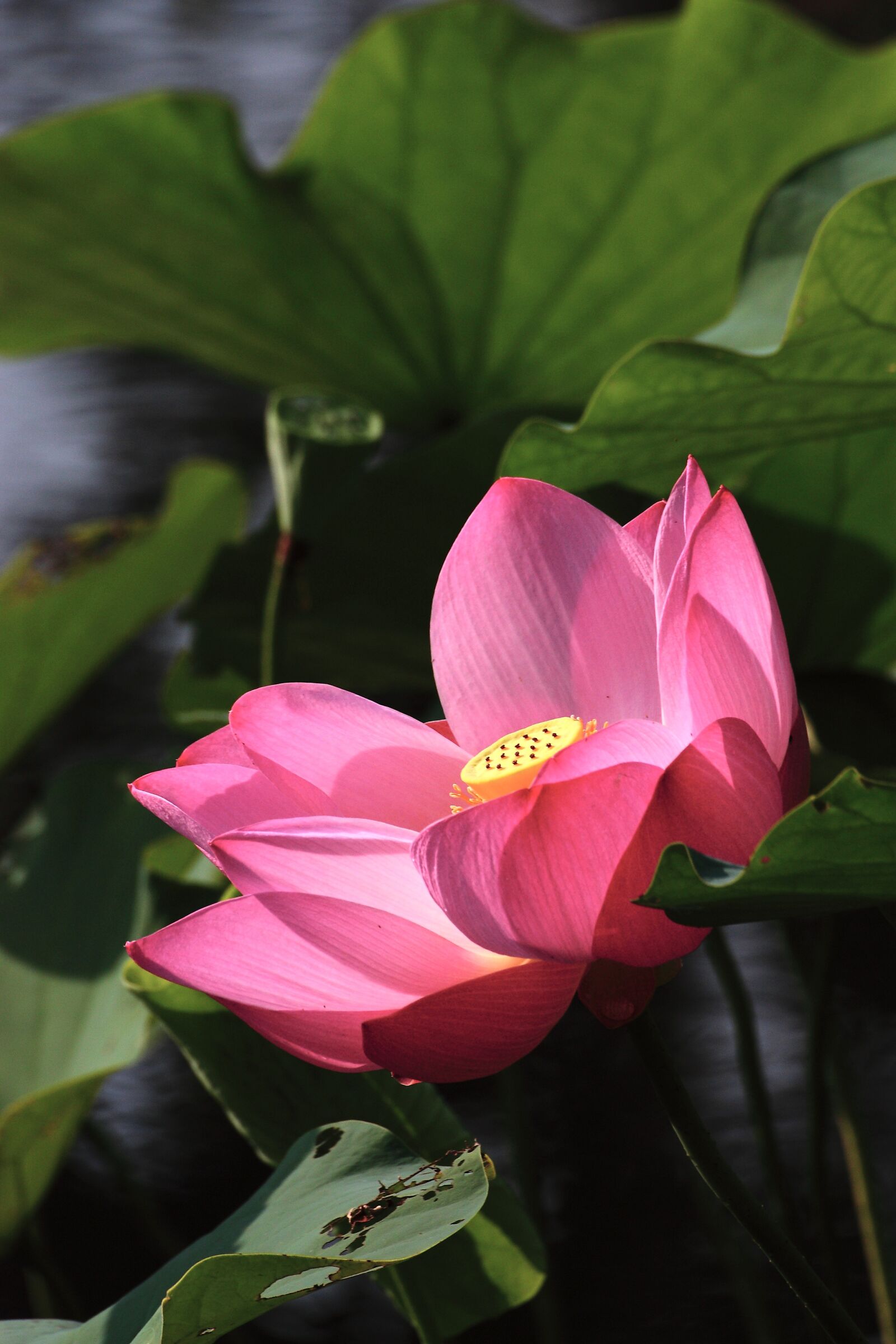 Canon EOS 450D (EOS Rebel XSi / EOS Kiss X2) sample photo. Lotus, buddhism, clear the photography