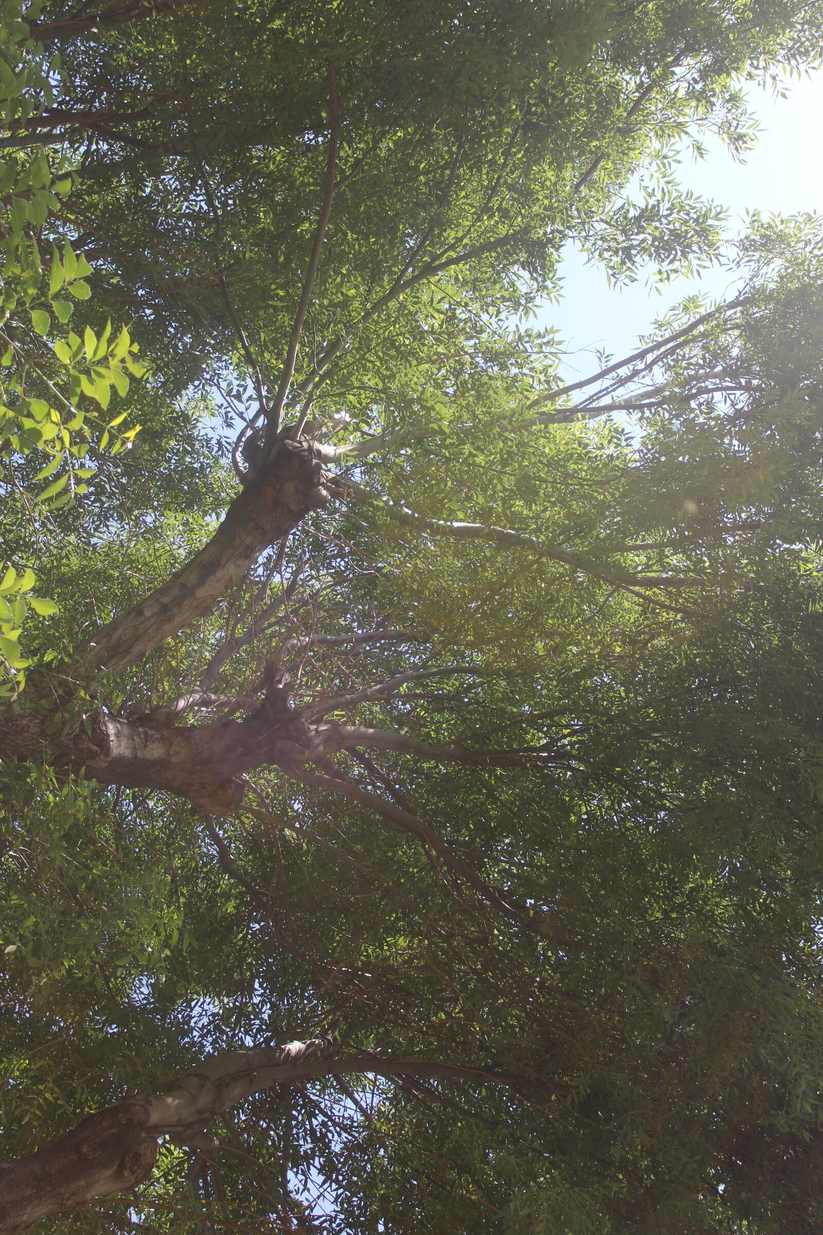 Canon EOS 1300D (EOS Rebel T6 / EOS Kiss X80) sample photo. Trees, green, sunlight photography