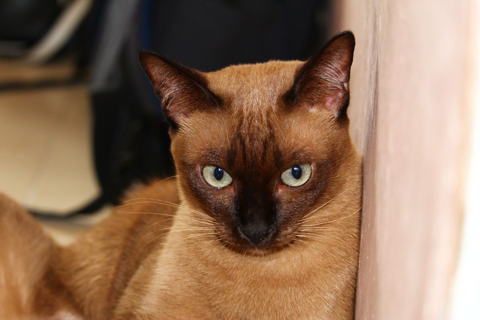 Canon EOS 1300D (EOS Rebel T6 / EOS Kiss X80) sample photo. Cat, wichian, grey photography
