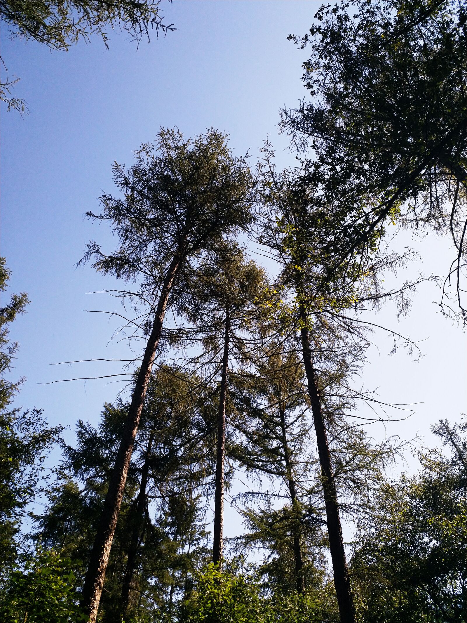 HMD Global Nokia 8 sample photo. Netherlands, nature, forest photography