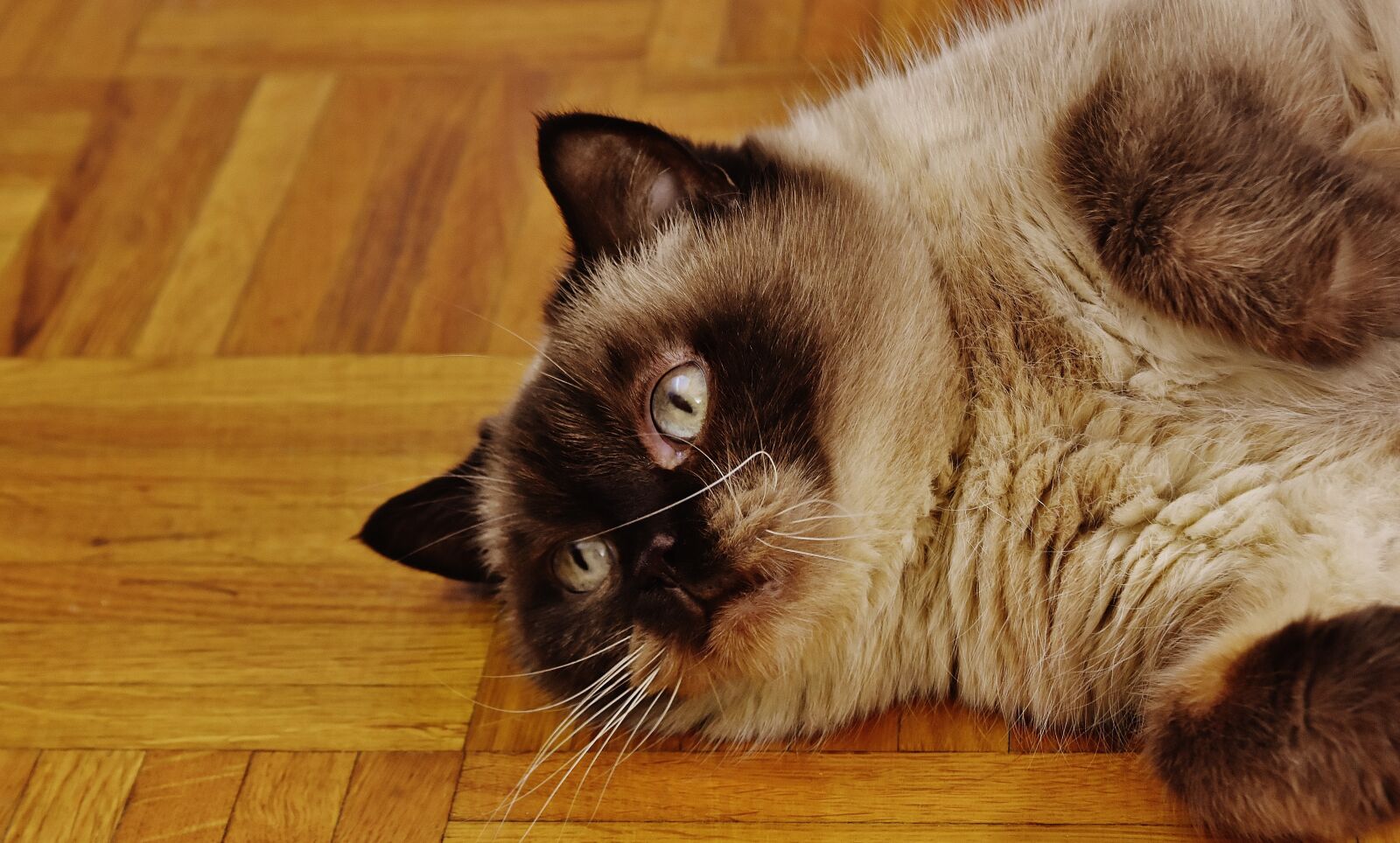 Nikon D7200 sample photo. Mieze, british shorthair, cute photography