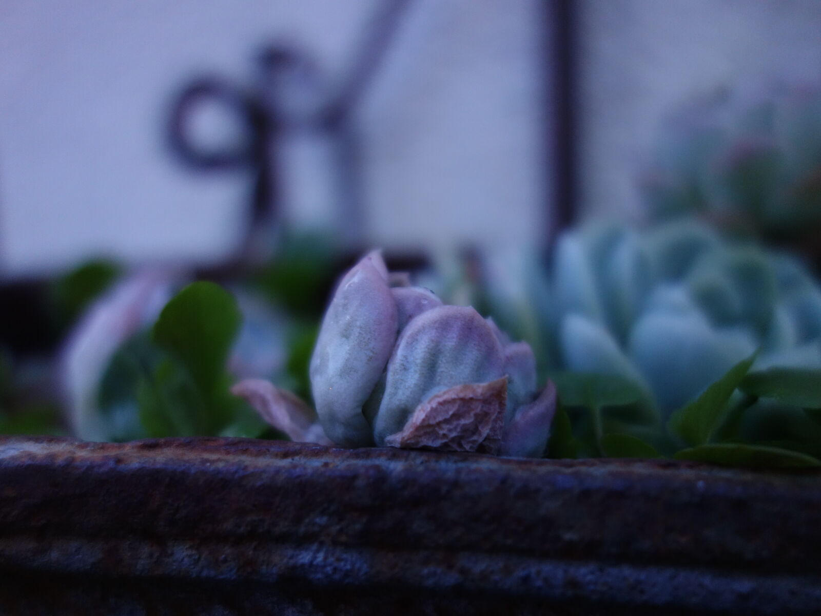 Sony Cyber-shot DSC-RX100 sample photo