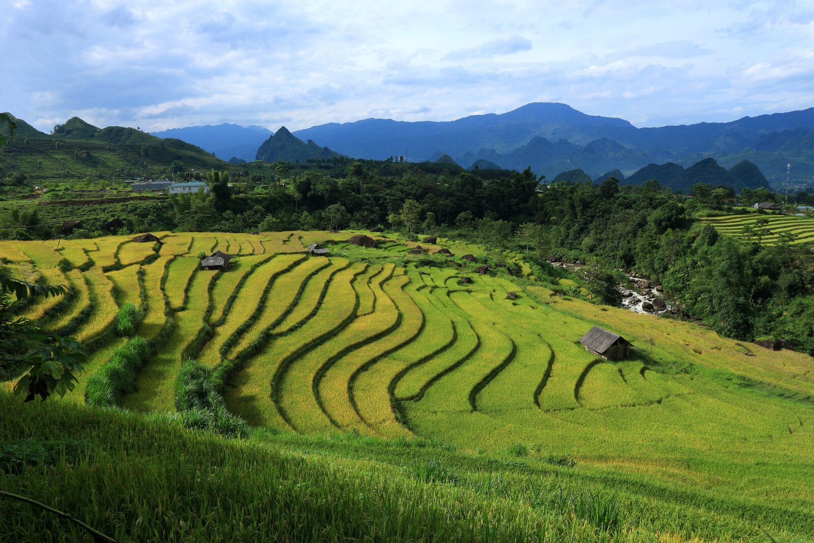 Canon EF-M 15-45mm F3.5-6.3 IS STM sample photo. Rice, field, vietnam landscape photography