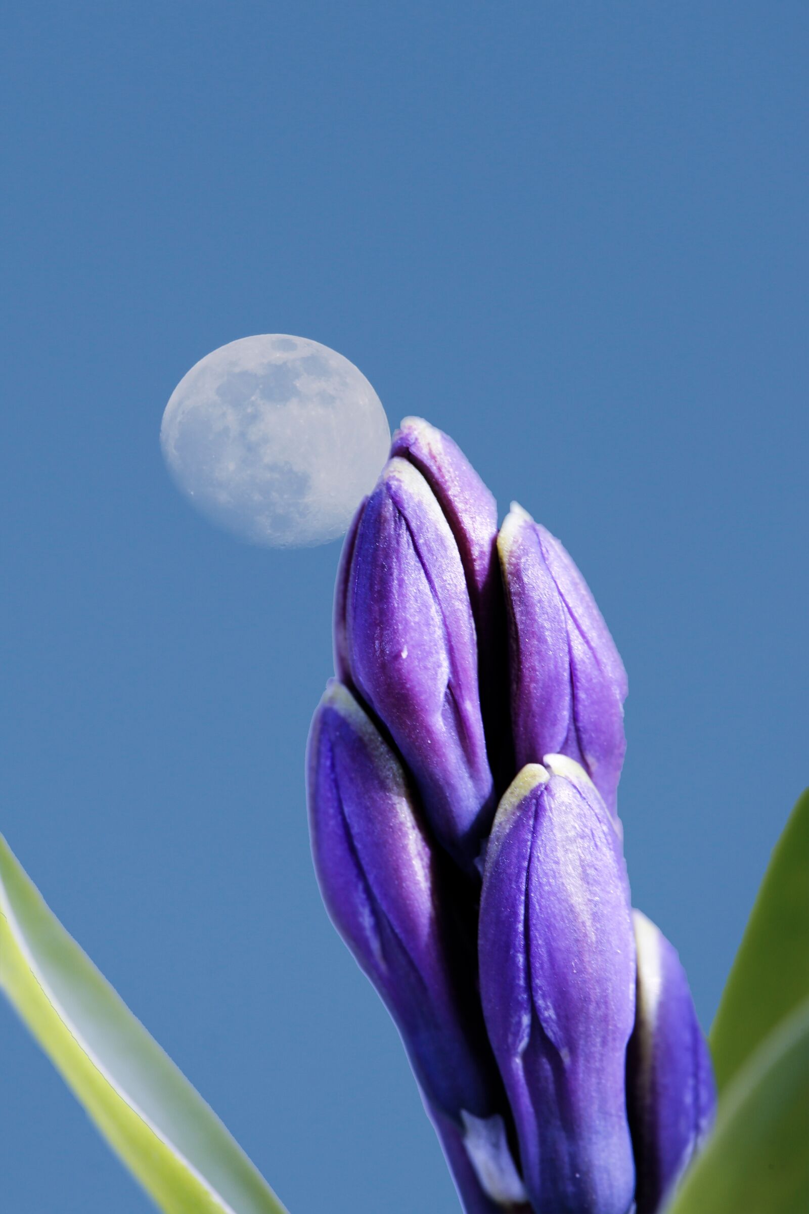 Canon EF 100-400mm F4.5-5.6L IS USM sample photo. Moon, plant, sky photography