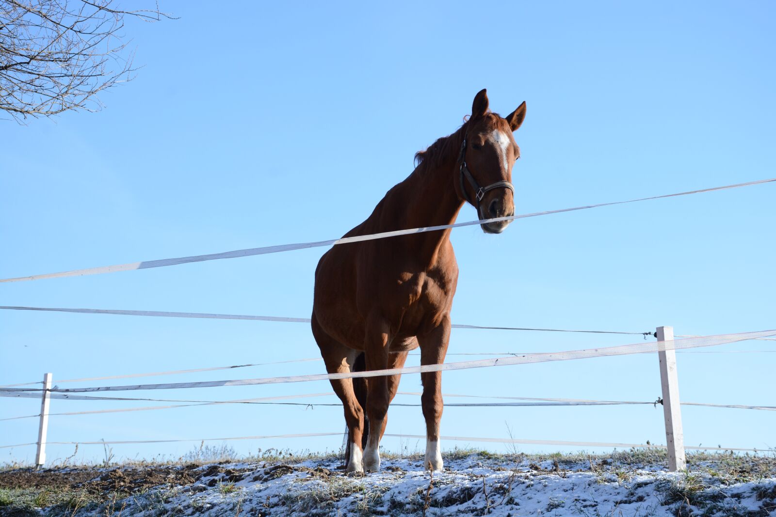 Nikon D7100 sample photo. Nature, horse, animal photography