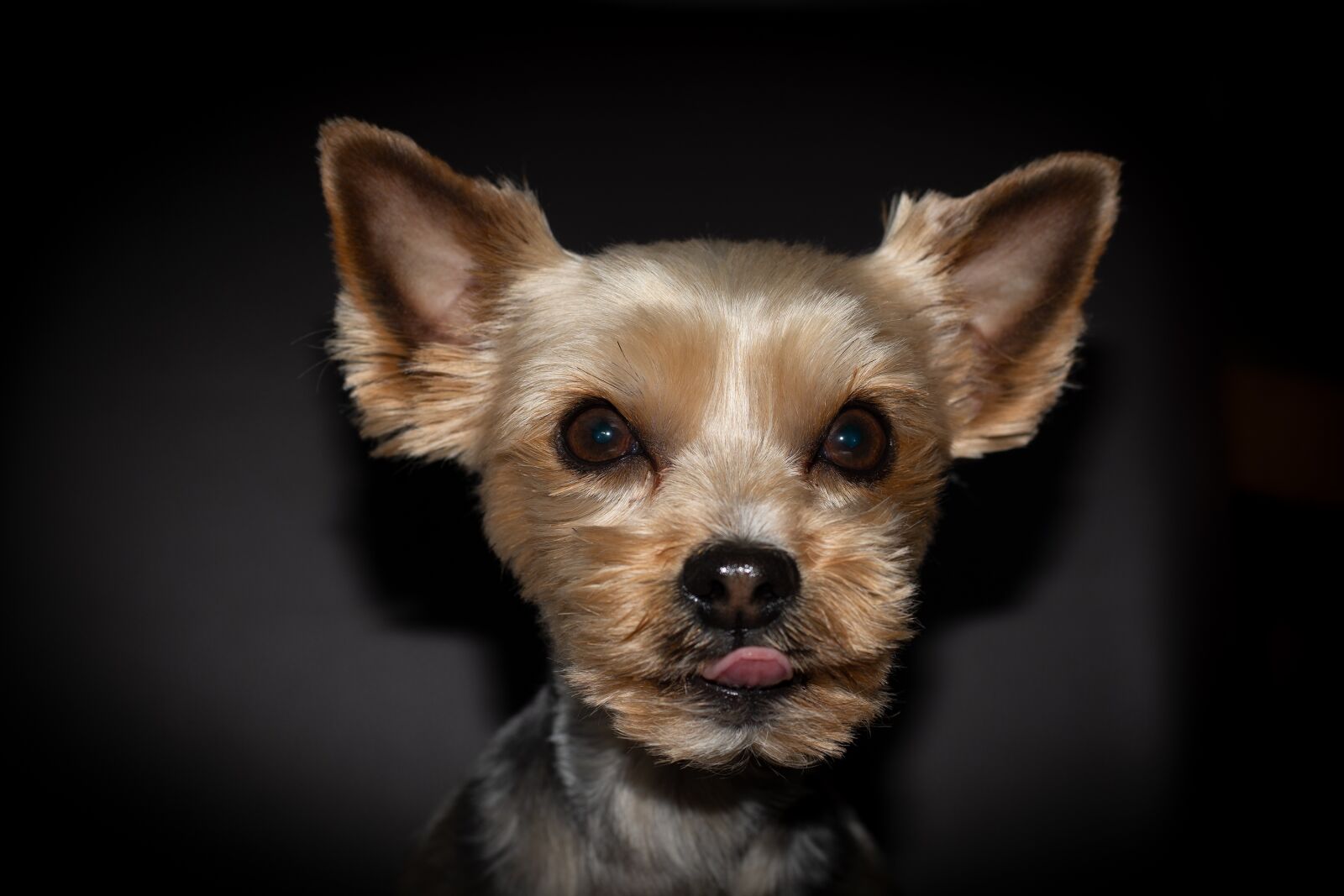 Nikon D7100 sample photo. Dog, yorki, yorkshire photography