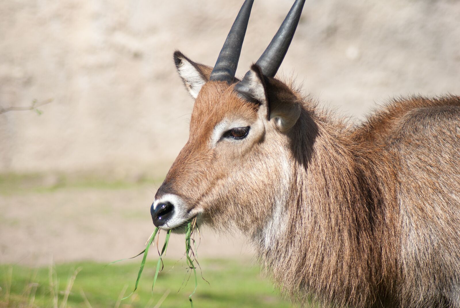 Nikon D3000 sample photo. Goat, meadow, horns photography