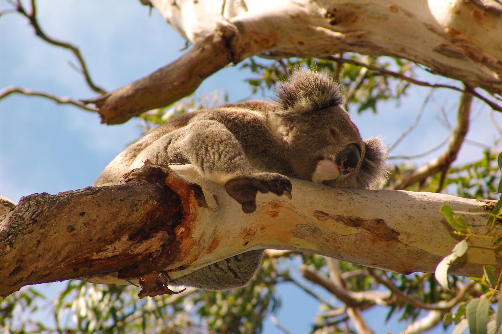 Sony DSC-F828 sample photo. Koala, australia, animal photography