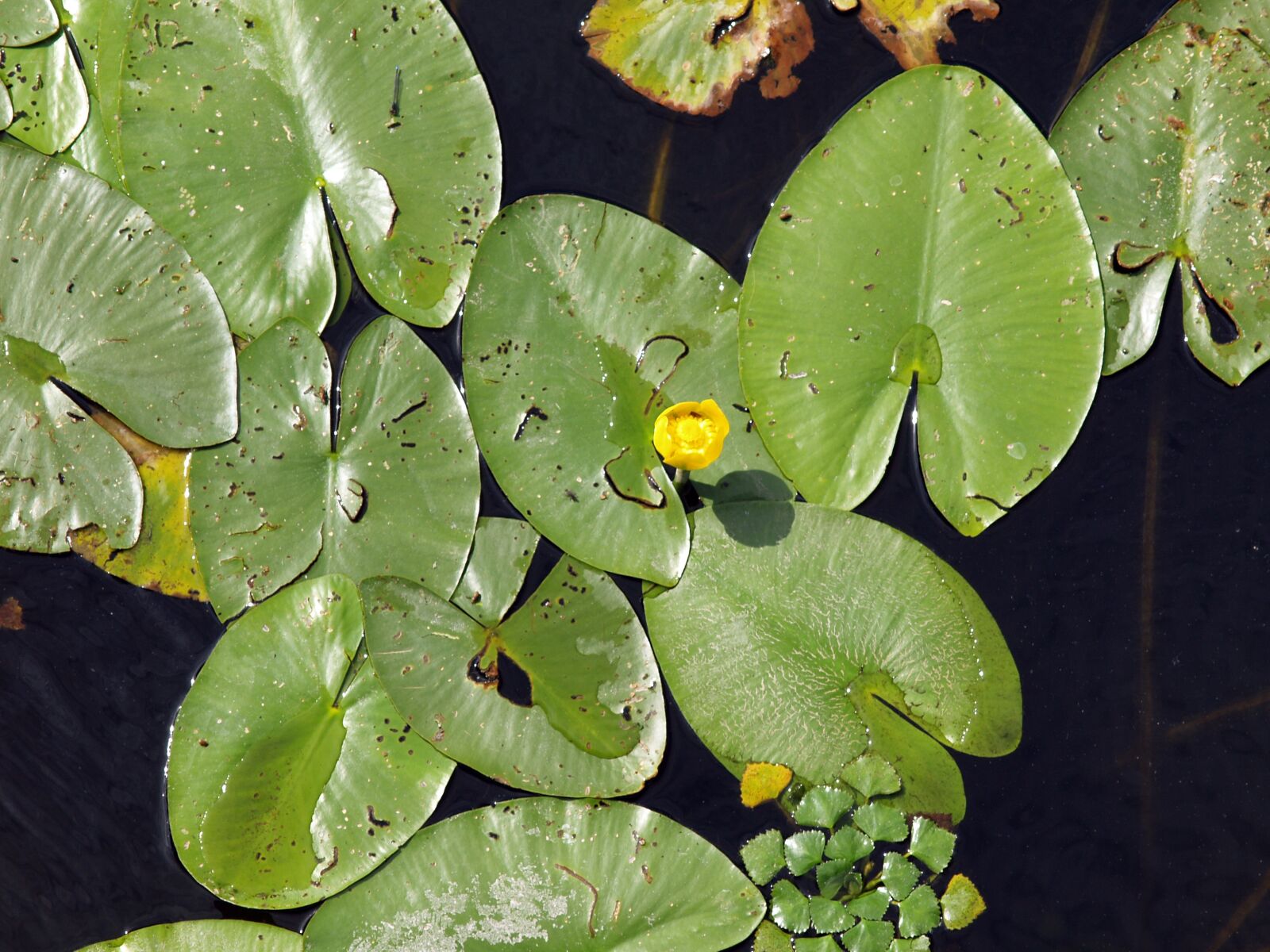 Olympus E-330 (EVOLT E-330) sample photo. Water, nuphar, freshwater photography