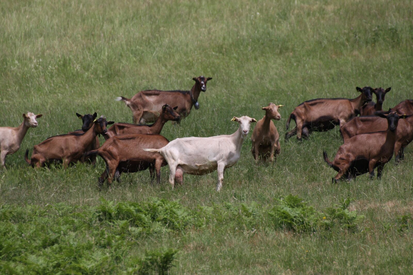 Canon EOS 40D sample photo. Biquettes, goat, animal photography