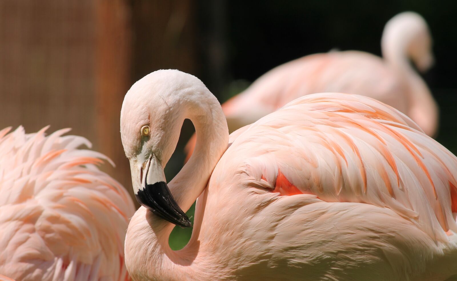 Canon EOS 1100D (EOS Rebel T3 / EOS Kiss X50) sample photo. Flamingo, pink, pink flamingo photography