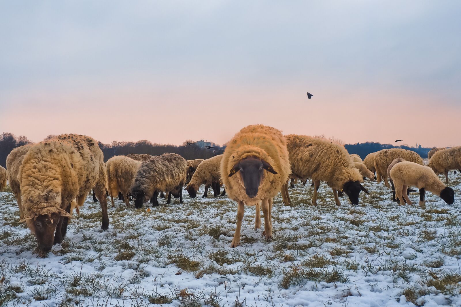 Olympus OM-D E-M10 sample photo. Sheep, animals, lamb photography